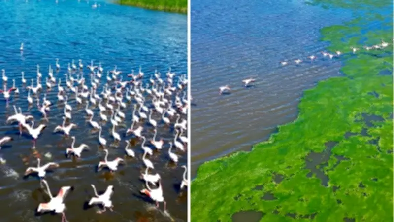 Eber Gölü'nde allı turna drone ile görüntülendi