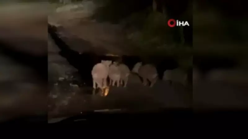 Elazığ'da Yavru Domuzlar Karayolunda Görüntülendi