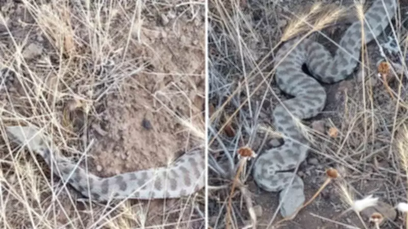 Elazığ'da Zehirli Engerek Yılanı Paniğe Neden Oldu