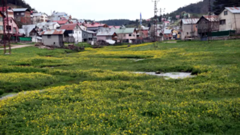 Eğriçimen Yaylası Baharda Sarı Papatyalarla Renklendi