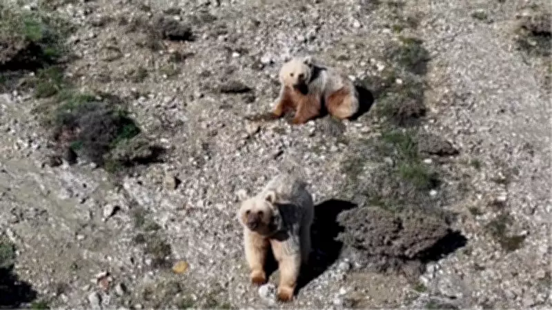 Erzincan'da dronla bozayıları sürüden uzaklaştırdı