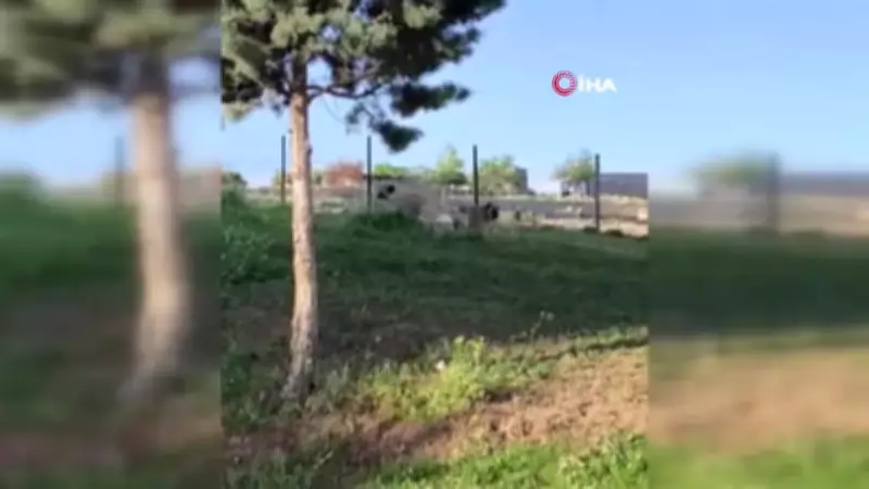 Hatay'da köpek saldırısı: İki kız kardeşten biri yaralandı, diğerinde travma