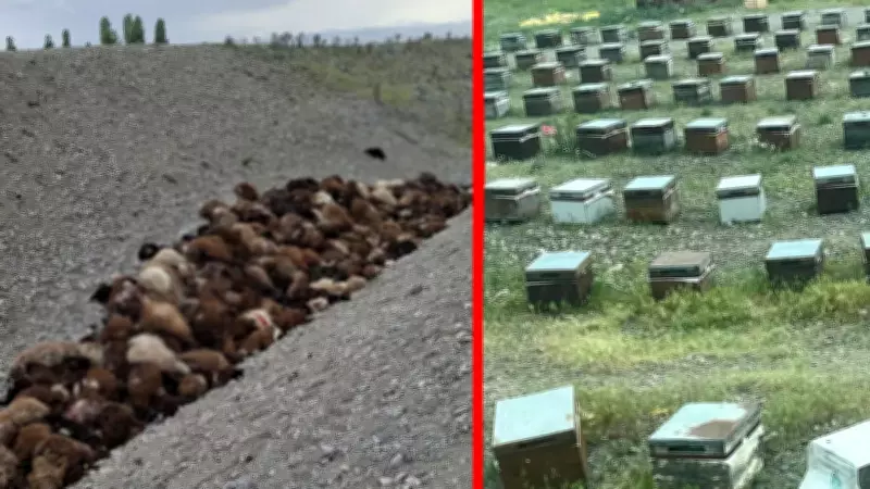 Iğdır'da 4 bin koyunluk sürüye arı saldırısı: Bin koyun telef oldu