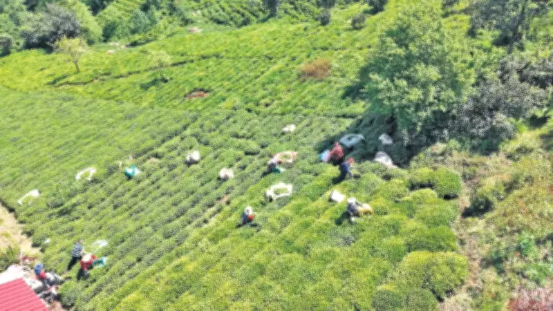 Çiftçi hasada, ÇAYKUR alıma başladı; üreticinin keyfi yerinde