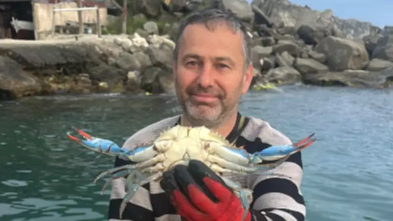 Karadeniz'de Nadir Görülen Mavi Yengeç Sinop'ta Balıkçıların Ağına Takıldı