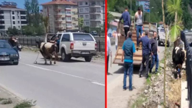 Kastamonu'da kurbanlık dana firar etti: İlçeyi birbirine kattı