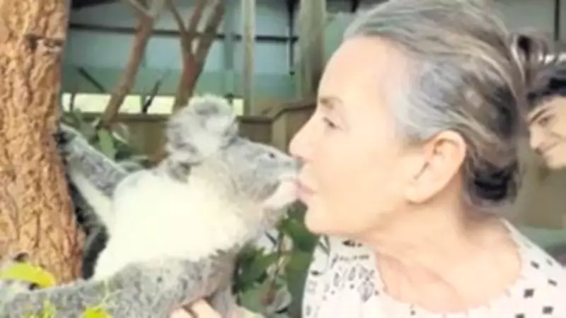 Koala Sevgisi: Avustralya'nın Sevimli Keselileri Hakkında Bilinmeyenler