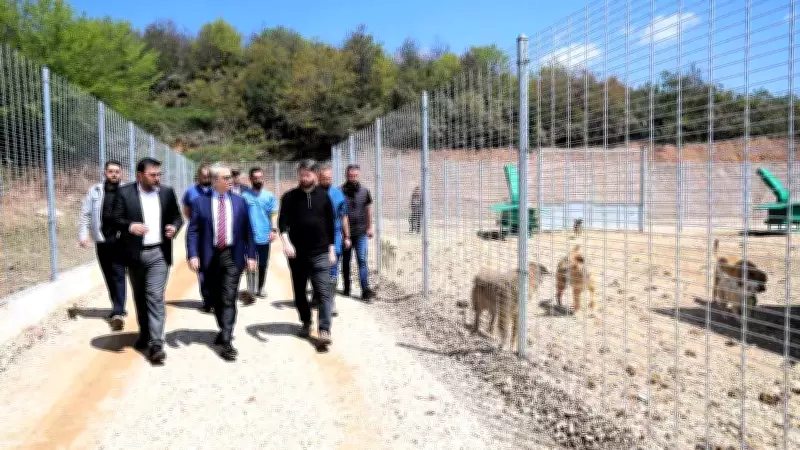 Kocaeli'de 206 Köpek Kapasiteli Modern Barınak Hizmete Açıldı