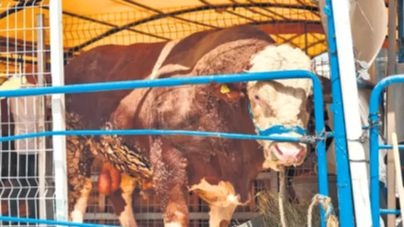 Kurban Alımında Son Güne Kalmayın: Fiyatlar 250 Bin TL'den Başlıyor