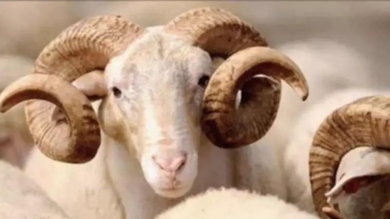 Kurban eti dağıtımı: Kimlere verilir, kimlere verilmez?
