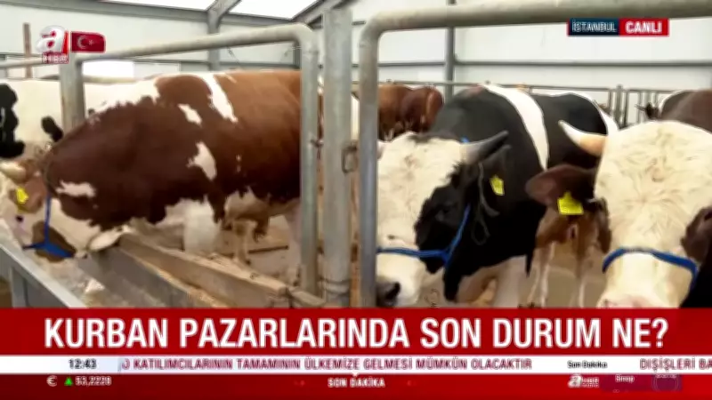 Kurban pazarlarında son durum: Uzman isimden kurbanlık seçiminde kritik uyarılar