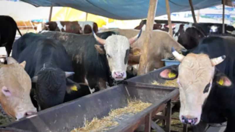 Kurbanlık Hayvan Seçiminde Dikkat Edilmesi Gereken Kriterler