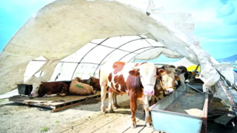 Kurbanlık Hayvan Seçiminde Uzman Uyarıları: TÜRKVET Sorgulama Şart