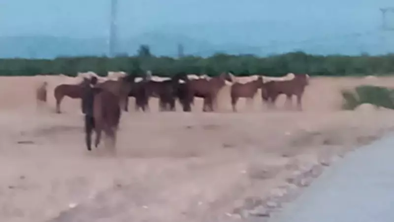 Malatya'da Kaçan 5 At İçin Arama Çalışmaları Sürüyor