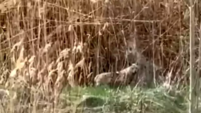 Malatya'da kurt paniği: Sazlık alanda görüntülendi