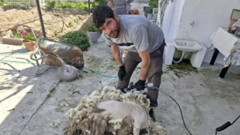 Nakil Kollarla Koyun Kırkan Çiftçi Şaşırtıyor
