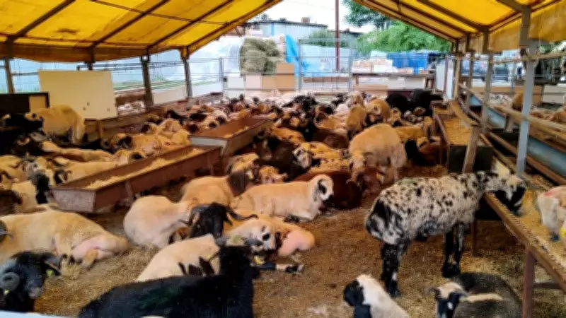 Çobançeşme Kurban Pazarı'nda satışlar yüzde 80'e ulaştı, fiyatlar arttı