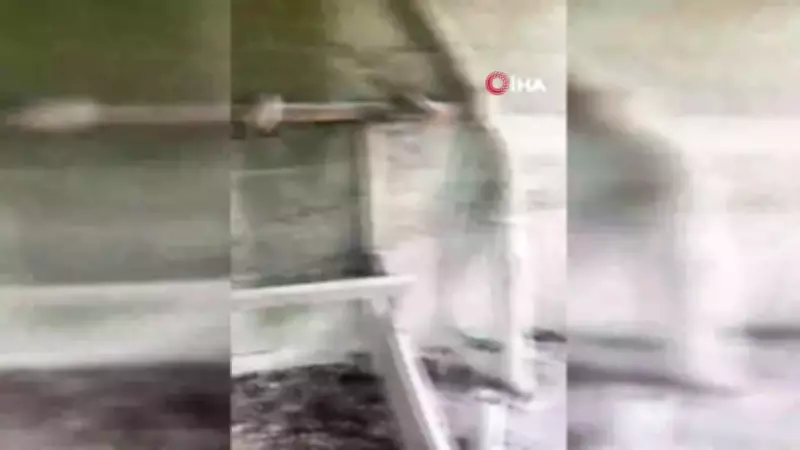 Ordu'da tilki kümese girdi, 14 tavuğu telef etti