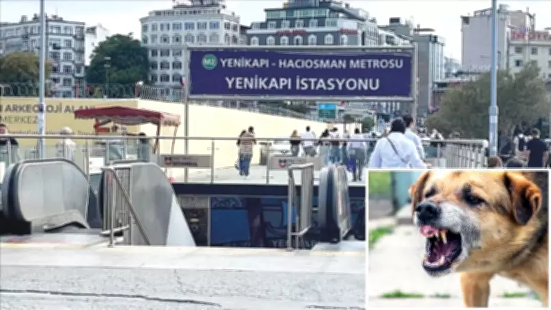İrlandalı Turist Köpek Saldırısı Davasını Kazandı: 256 Bin Lira Tazminat