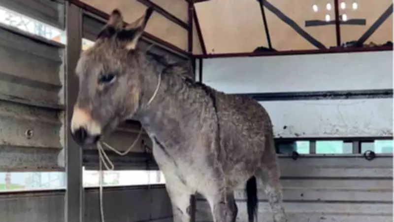 Siirt'te 12 Yaşındaki Bedirhan Eşekten Düşerek Hayatını Kaybetti