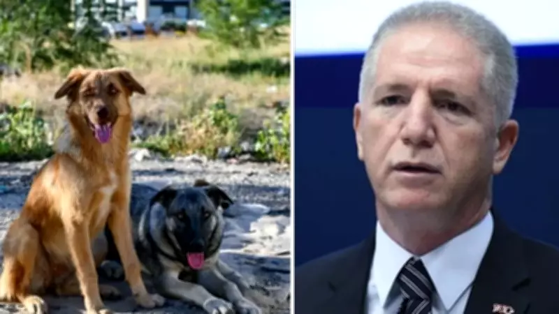 İstanbul Valisi Gül: Sokaklarda sahipsiz tek bir köpek kalmayacak