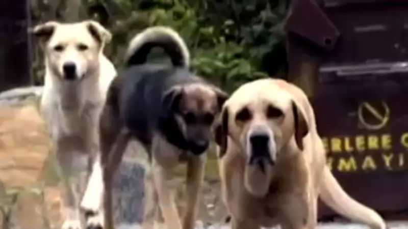 İstanbul'da başıboş köpek saldırıları artıyor: Vatandaş apartmana sığındı