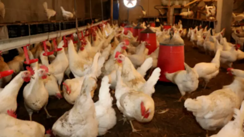 Tavuk eti ve yumurta üretiminde artış sürüyor
