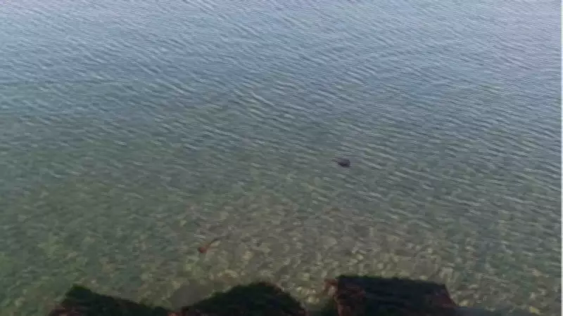 Tekirdağ'da Deniz Anaları Sahili Sardı, Zehirli Tür Uyarısı