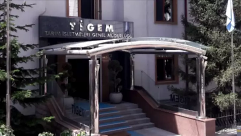 TİGEM, 400 reforme morkaraman ırkı küçükbaş hayvan satışa çıkarıyor
