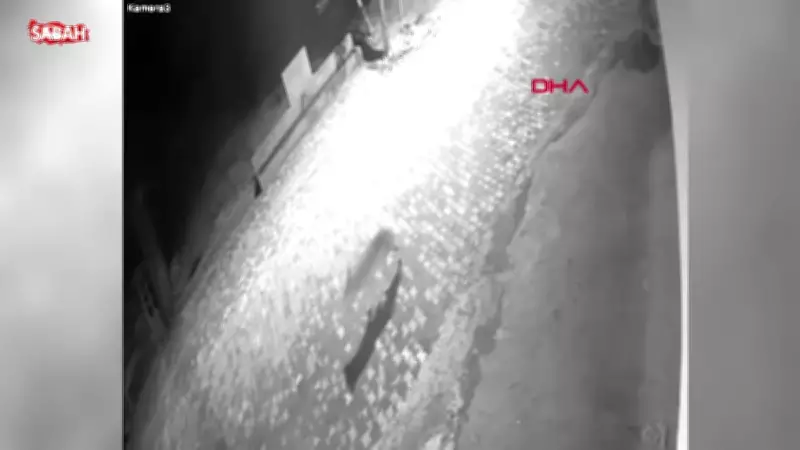 Tokat'ta köye inen kurt güvenlik kamerasında