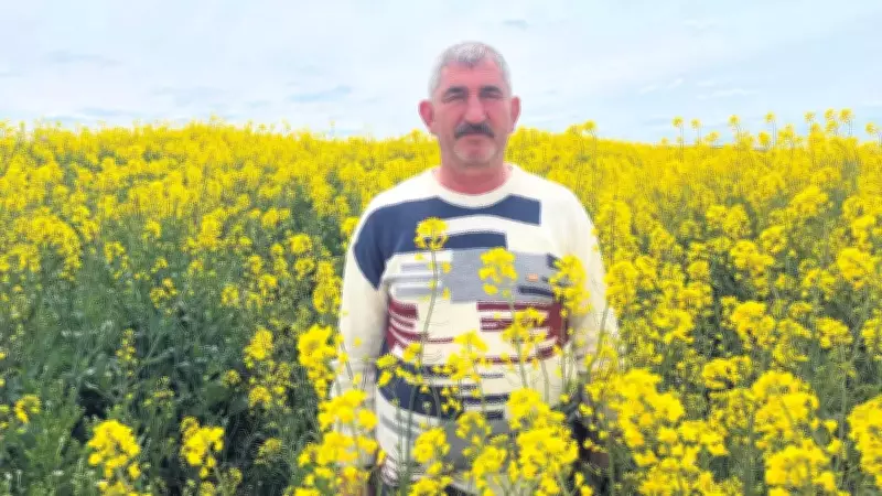 Trakya'da kanola bereketi: Bu yıl rekor verim bekleniyor