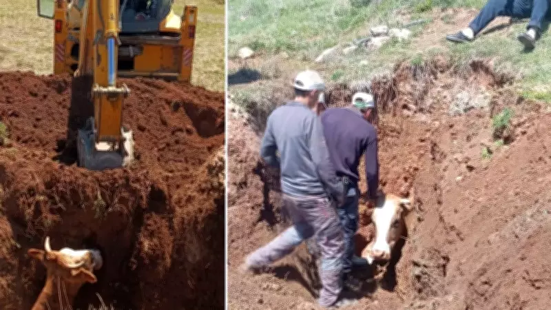 Çukura Düşen İnek Ekipler Tarafından Kurtarıldı