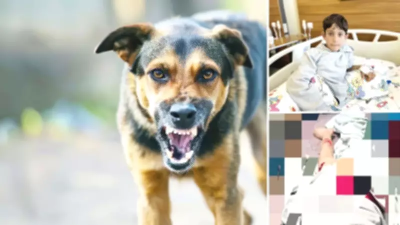 Van'da 11 yaşındaki çocuğa 5 başıboş köpek saldırdı