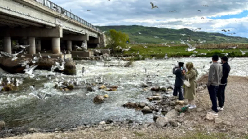Van'da inci kefali göçü görsel şölen sundu