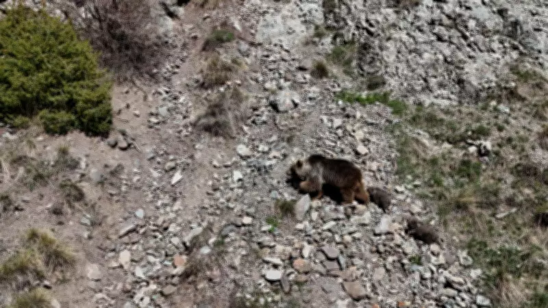 Yavrularını dron'dan korumaya çalışan bozayı kamerada