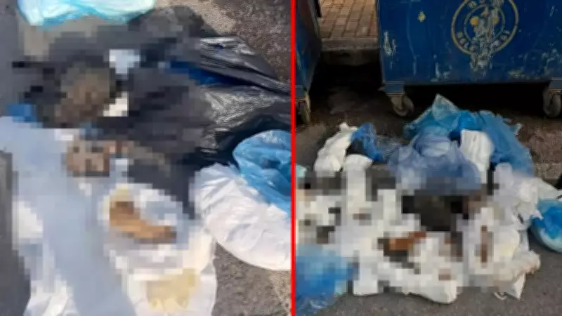 İzmir'de 33 kedi öldürülüp poşetlere konuldu: Veteriner hekim gözaltında