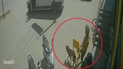 Antalya'da yabancı uyruklu şahıs kediyi ezdi, köpeği tekmeledi: Gözaltına alındı
