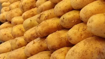 Avrupa'da Patates Krizi: Fiyatlar Yüzde 705 Arttı, Rekor Hasat Stokları Eritiyor