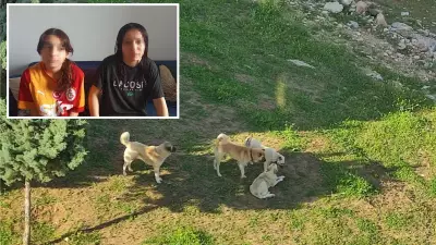 Başıboş köpek sürüsü markete giden iki kardeşi kovaladı: 13 yaşındaki çocuk yaralandı