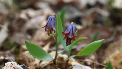 Diyarbakır'da Yeni Ters Lale Türü Keşfedildi: Fritillaria bercemiae