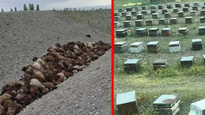 Iğdır'da 4 bin koyunluk sürüye arı saldırısı: Bin koyun telef oldu