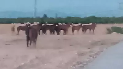 Malatya'da Kaçan 5 At İçin Arama Çalışmaları Sürüyor