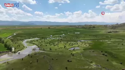 Muş Ovası'nda Yağış Sonrası Mendereslerde Büyüleyici Manzaralar