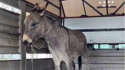 Siirt'te 12 Yaşındaki Bedirhan Eşekten Düşerek Hayatını Kaybetti