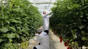 65 yaş üstüne ücretsiz çilek ve domates! Yıllık 20 ton hasat