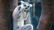 Antalya Doğal Yaşam Parkı'nın Yeni Üyesi: Minik Lemur Zabumafu