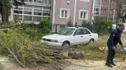 Beylikdüzü'nde Şiddetli Rüzgar Ağaç Devirdi, Araçlar Hasarlı