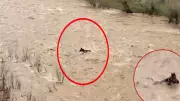Bingöl'de Peri Çayı taştı, akıntıya kapılan at ölümden döndü