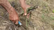 Bir Kere Ekiliyor, Yıllarca Para Kazandırıyor: Tarlasına Ekeni Zengin Eden Ürünler
