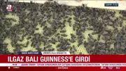Dünyanın en pahalı balı Guinness Rekorlar Kitabı'nda: 1 kilosu 11 bin 118 euro